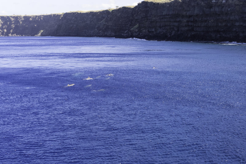 Kona_Aggressor_0317_SJGoldin-609.jpg