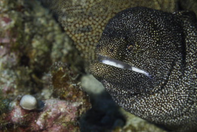 White Mouth Moray Eel
