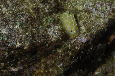 Nudibranch - Gold Lace