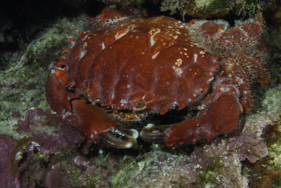 Splendid Pebble Crab
