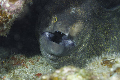 Moray Eel - Goldentail (?)