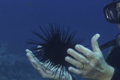 Sea Urchin - Don't do this at home!