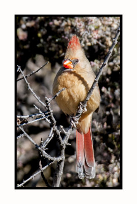 16 11 28 004 Female Northern Cardinal at Portal AZ