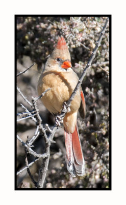 16 11 28 007 Female Northern Cardinal at Portal AZ