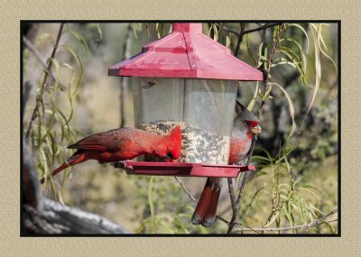 16 11 28 139 Northern Cardinal and Pyrrhuloxia at Portal AZ