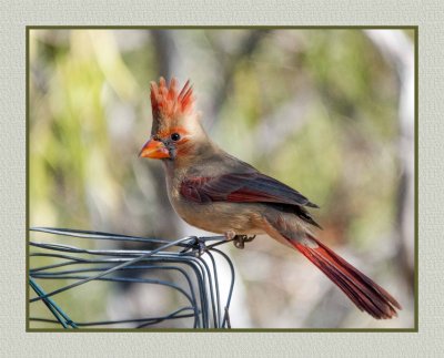 16 11 28 196 Female Northern Cardinal at Portal AZ