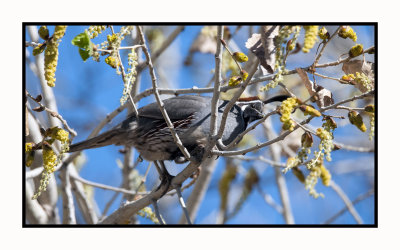 17 2 16 033 Gambel's Quail