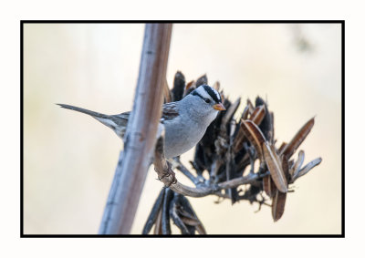 16 11 28 303 White-crowned Sparrow at Portal AZ