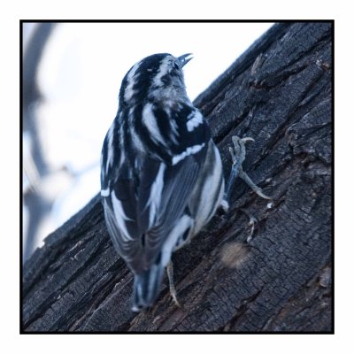 17 02 16 6 Black and White Warbler