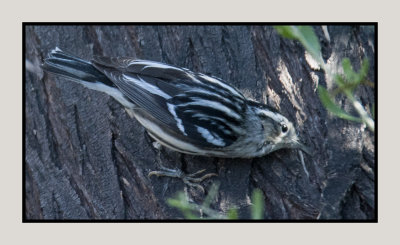 17 02 16 16 Black and White Warbler