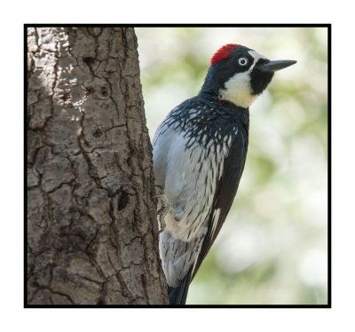 16 10 25 445 Male Acorn Woodpecker