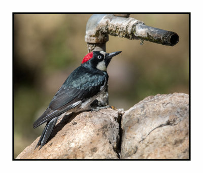 16 10 25 460 Male Acorn Woodpecker