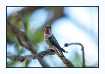16 10 25 477 Immature Black-chinned Hummingbird