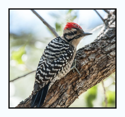 16 10 25 496 Ladder-backed Woodpecker