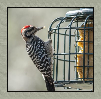 16 10 25 506 Ladder-backed Woodpecker