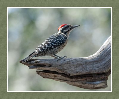 16 10 25 536 Ladder-backed Woodpecker
