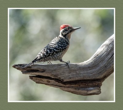 16 10 25 546 Ladder-backed Woodpecker