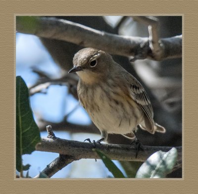 16 10 25 514 Immature Yellow-rumped Warbler
