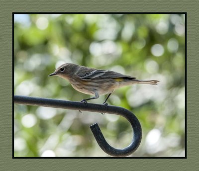 16 10 25 532 Yellow-rumped Warbler