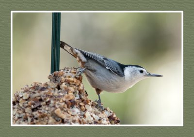 16 10 25 592  White-breasted Nuthatch