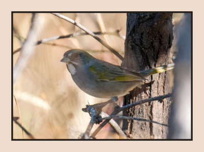16 11 11 029 Green-tailed Towhee