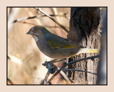 16 11 11 033 Green-tailed Towhee