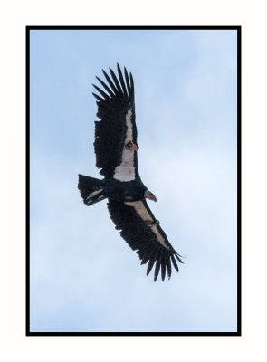 17 10 2148 California Condor at Navajo Bridge