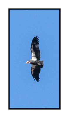 17 10 2169 California Condor at Navajo Bridge