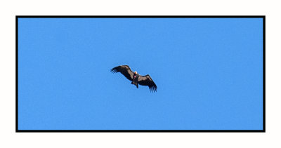 17 10 2195 California Condor at Navajo Bridge