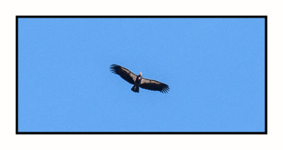 17 10 2197 California Condor at Navajo Bridge