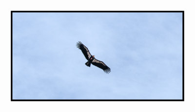 17 10 2217 California Condor at Navajo Bridge