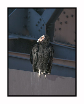 17 10 2323 California Condor at Navajo Bridge
