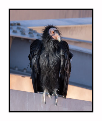 17 10 2363 California Condor at Navajo Bridge