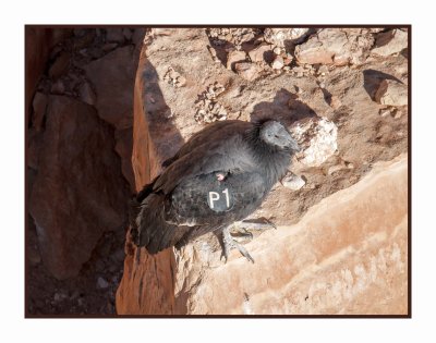 17 10 2392 California Condor at Navajo Bridge