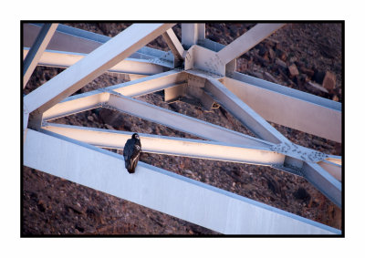 17 10 2437 California Condor at Navajo Bridge