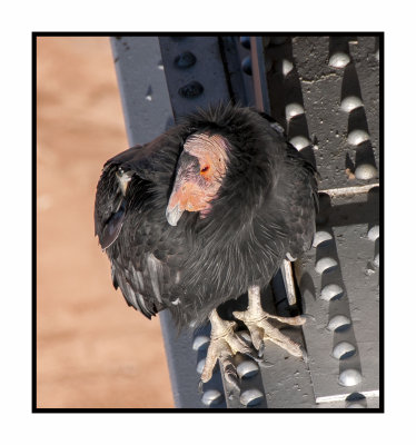 17 10 2463 California Condor at Navajo Bridge