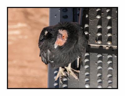 17 10 2467 California Condor at Navajo Bridge