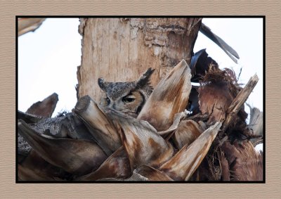 18 2 1 2596 Great Horned Owl Nesting in Palm Tree