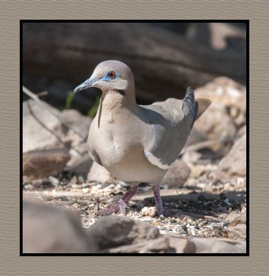 18 3 15 3224 White-winged Dove