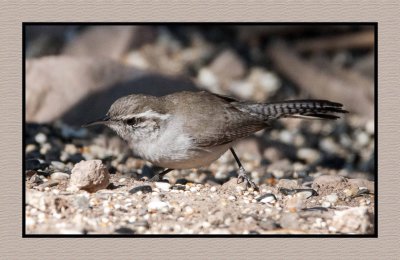 18 3 15 2815 Bewick's Wren