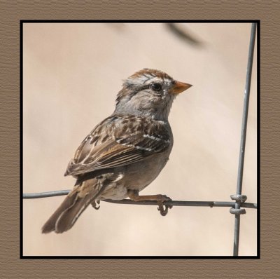 18 3 15 3186 Juvenile White-crowned Sparrow
