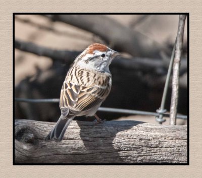 18 3 15 2843 Chipping Sparrow