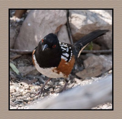 18 3 15 3378 Spotted Towhee
