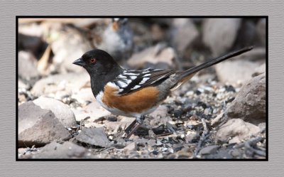 18 3 15 3174 Spotted Towhee