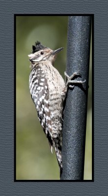 18 3 15 3444 Ladder-backed Woodpecker