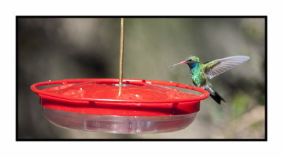 18 3 15 3019 Broad-billed Hummingbird