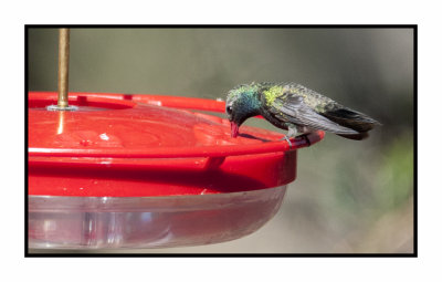 18 3 15 3023 Broad-billed Hummingbird