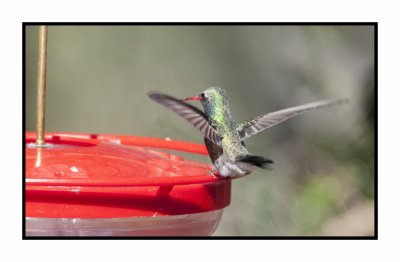 18 3 15 3025 Broad-billed Hummingbird