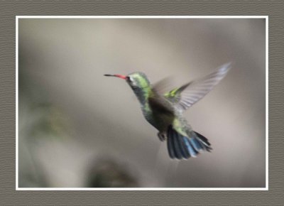 18 3 15 3035 Broad-billed Hummingbird