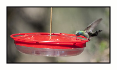 18 3 15 3038 Broad-billed Hummingbird